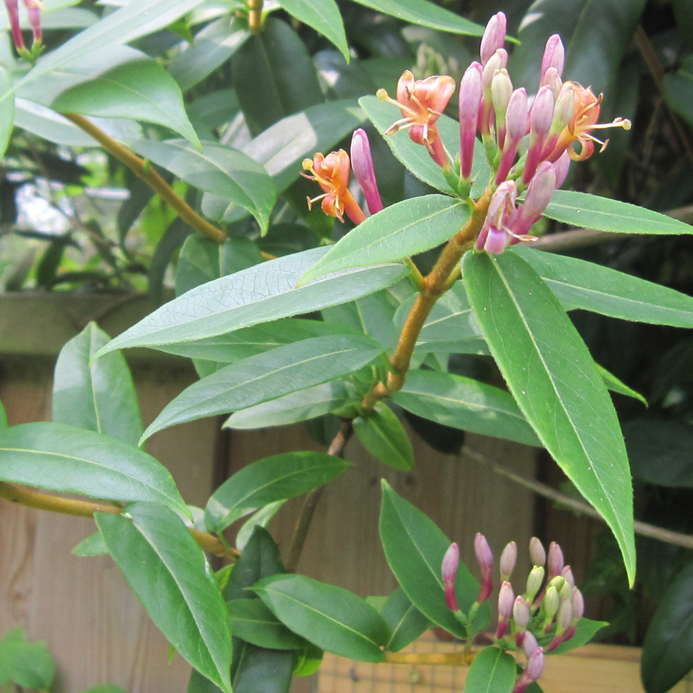 Lonicera henryi 'Henry's Honeysuckle' Evergreen Hardy Shrub Climber | 9cm Pot