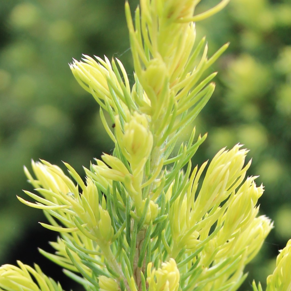 Gardeners Dream Picea Glauca 'Rainbow's End' Compact Ever Conifer Garden Plant | 9Cm Pots Green
