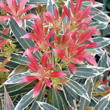1 X PIERIS 'FLAMING SILVER' EVERGREEN SHRUB HARDY GARDEN PLANT IN POT P9