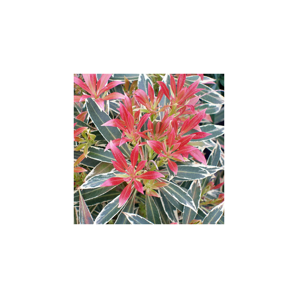 Gardeners Dream Silver X Pieris 'Flaming ' Evergreen Shrub Hardy Garden Plant In Pot P9 Size 1