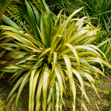 1 X PHORMIUM 'YELLOW WAVE' NEW ZEALAND FLAX EVERGREEN SHRUB HARDY PLANT IN POT