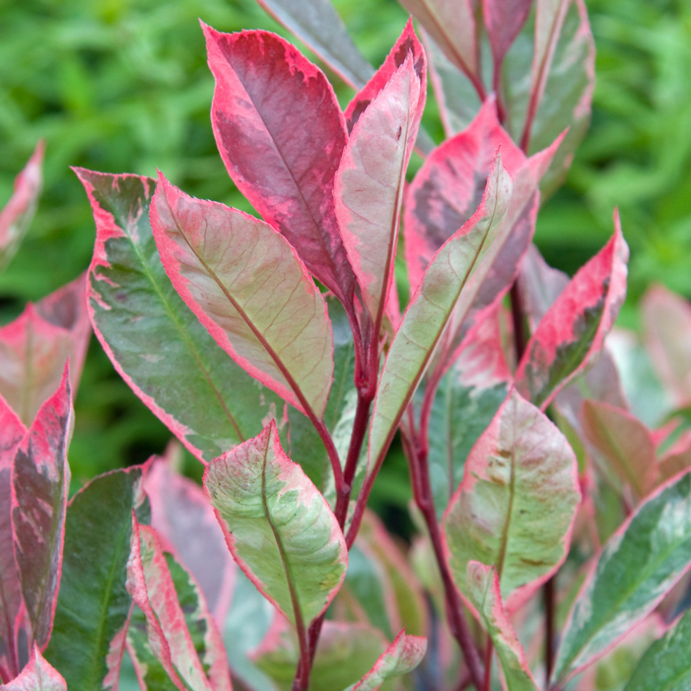 Gardeners Dream Photinia X Fraseri 'Louise' Christmas Berry Evergreen Hardy Shrub | 9Cm Pot Red