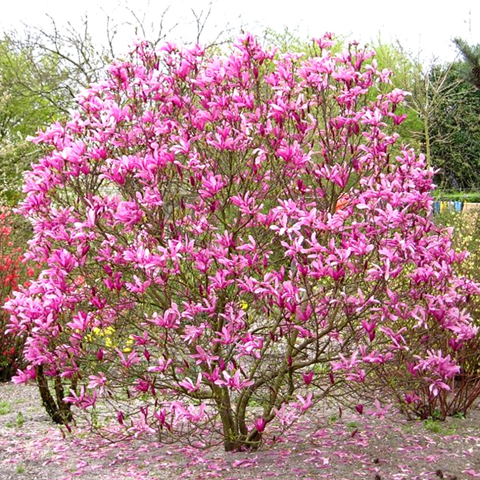 1 X MAGNOLIA 'SUSAN' DECIDUOUS BUSHY SHRUB HARDY GARDEN PLANT IN POT