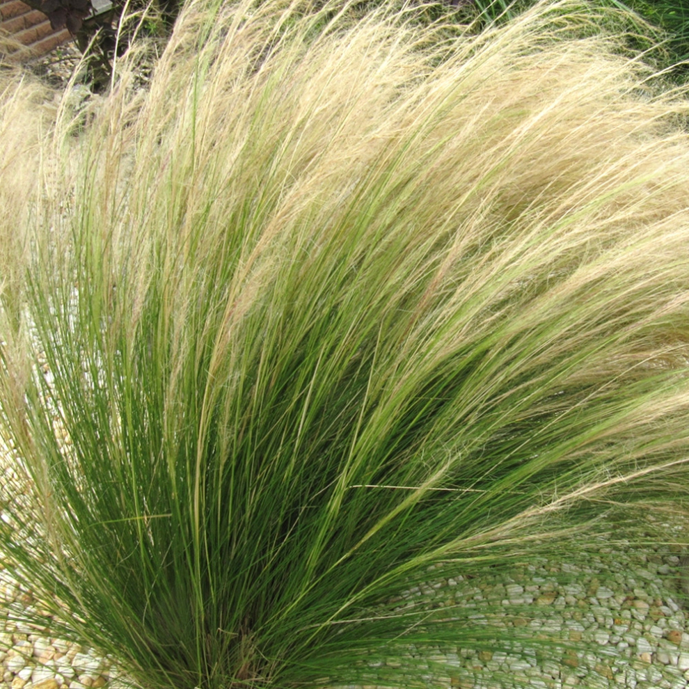 Stipa tenuissima 'Pony Tails' Feather Deciduous Perennial Garden Grass | 9cm Pot