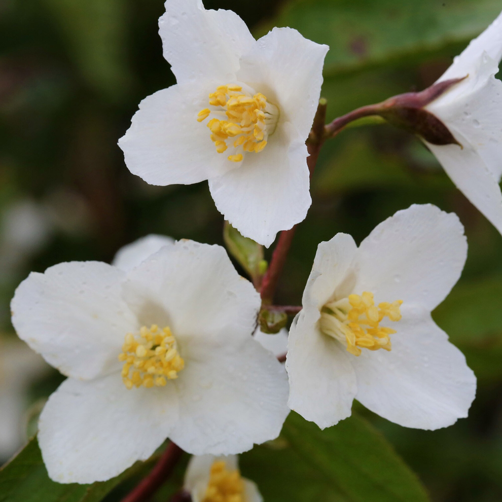Gardeners Dream Philadelphus Starbright Mock Shrub Deciduous Outdoor Garden Plant In 9Cm Orange