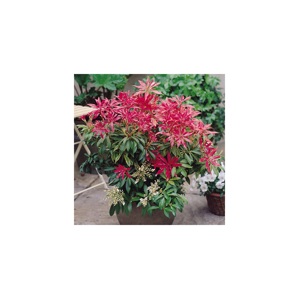 1 X PIERIS 'FOREST FLAME' EVERGREEN SHRUB HARDY GARDEN PLANT IN POT