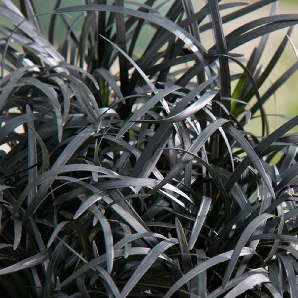 Ophiopogon planiscapus 'Black Beard' Mounded Evergreen Perennial Shrub | 9cm Pot