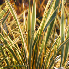 1 X PHORMIUM 'GOLDEN RAY' NEW ZEALAND FLAX EVERGREEN SHRUB HARDY PLANT IN POT