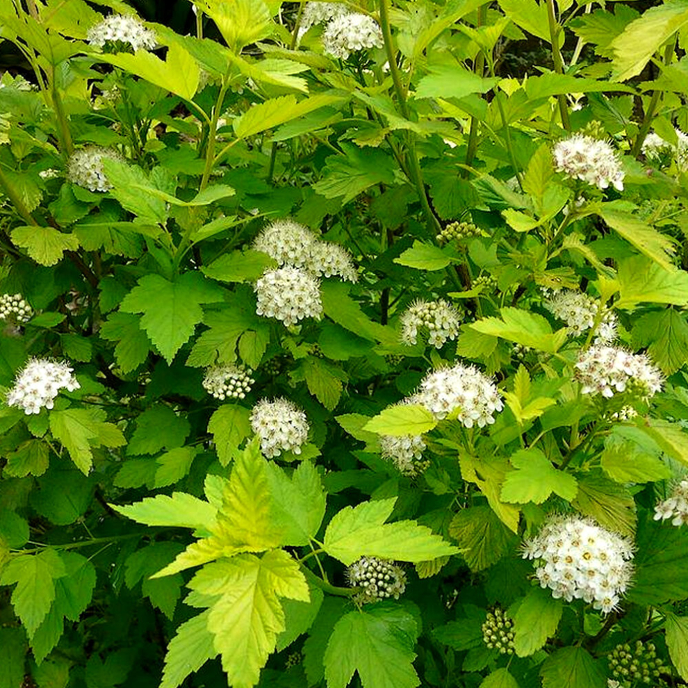 Gardeners Dream 1 X Physocarpus 'Dart's Gold' Atlantic Ninebark Deciduous Shrub Plant In Pot