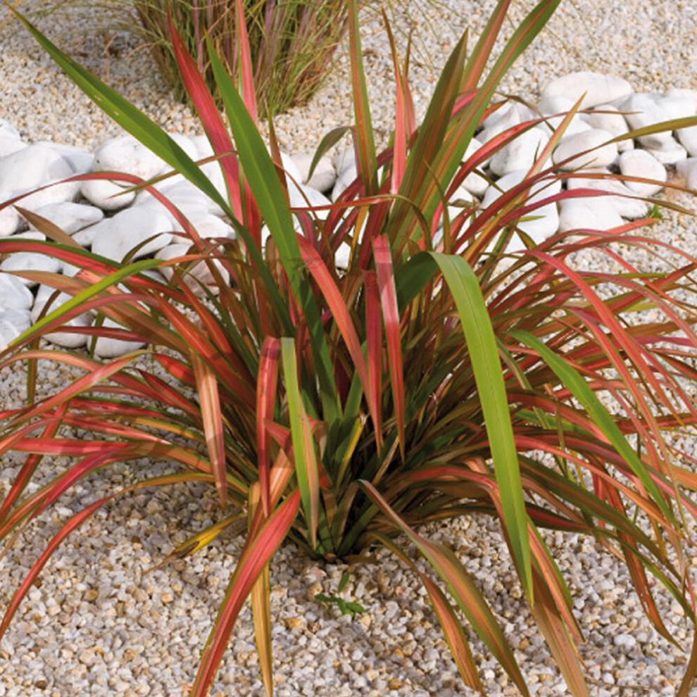 1 X PHORMIUM 'JESTER' NEW ZEALAND FLAX EVERGREEN SHRUB HARDY PLANT IN POT