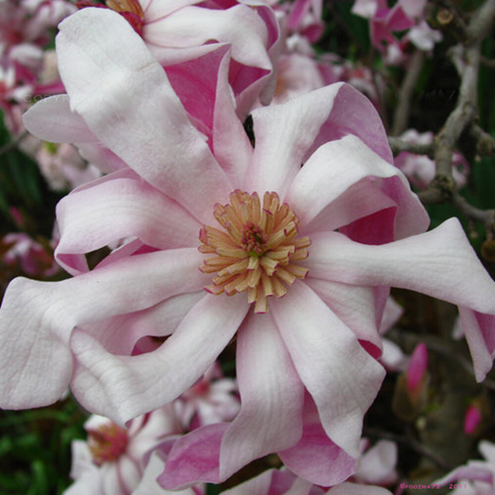 Gardeners Dream 1 X Magnolia Stellata 'Rosea' Starry Magnolia Deciduous Shrub Hardy Plant In Pot
