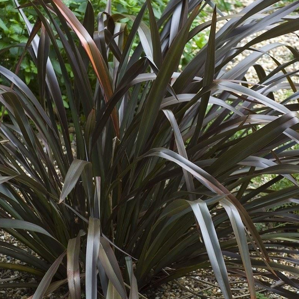 Phormium cookianum 'Platts Black' Evergreen Compact Hardy Garden Shrub | 9cm Pot