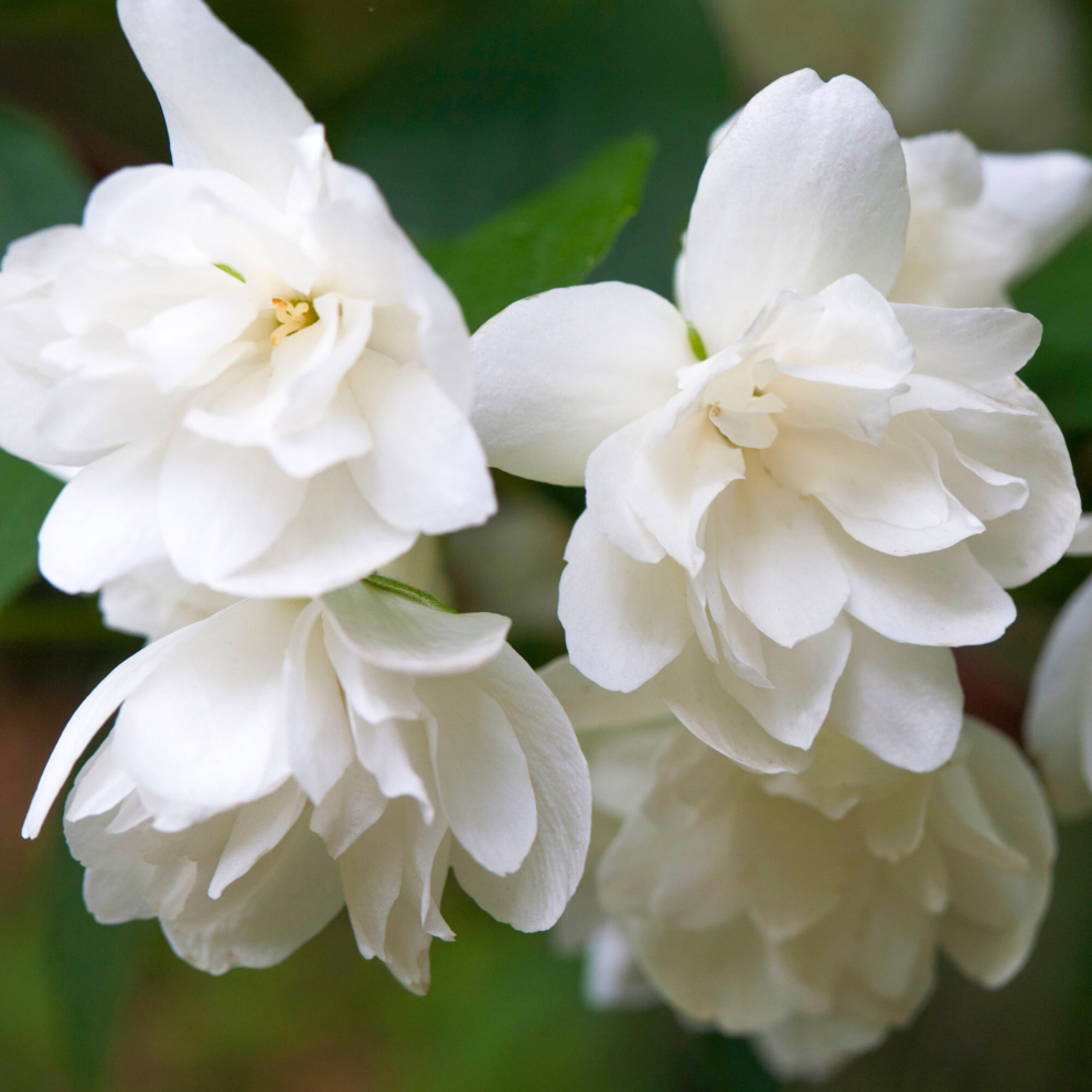 Philadelphus Snowbelle Mock Orange Shrub Deciduous Outdoor Garden Plant in 9cm P