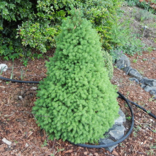 Picea glauca 'Conica' White Spruce Evergreen Garden Dwarf Conifer | 9cm Pot