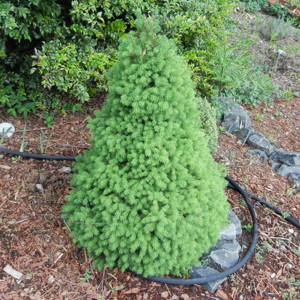 Gardeners Dream Picea Glauca 'Conica' Spruce Evergreen Garden Dwarf Conifer | 9Cm Pot White