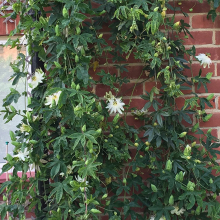 Passiflora 'Snow Queen' White Passion Flower Hardy Shrub Climber | 9cm Pot