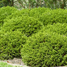 1 X HEBE 'GREEN MOUND' EVERGREEN SHRUB HARDY GARDEN PLANT IN POT