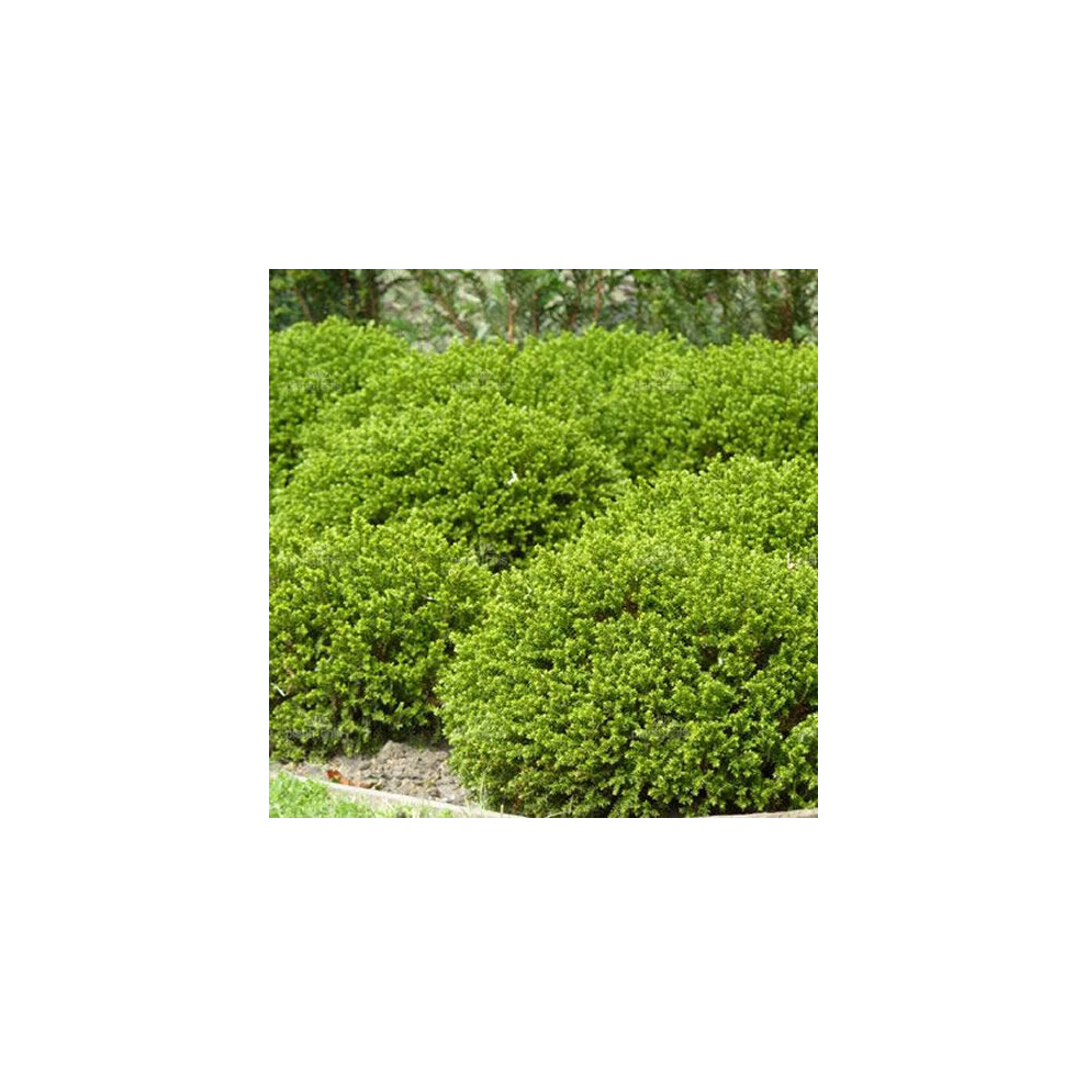 1 X HEBE 'GREEN MOUND' EVERGREEN SHRUB HARDY GARDEN PLANT IN POT