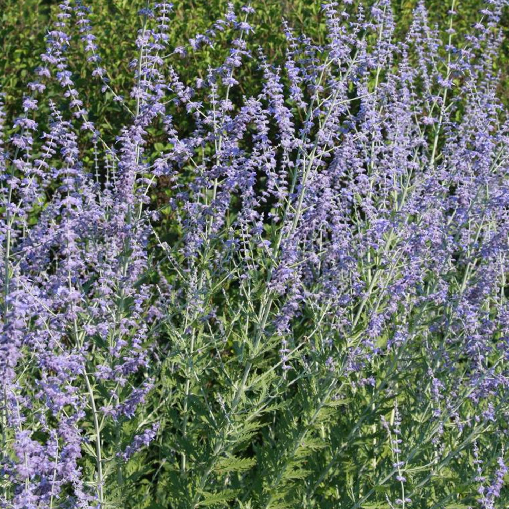 Gardeners Dream Perovskia 'Little Spire' Deciduous Hardy Shrub Plant | 9Cm