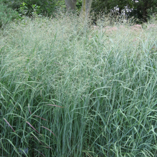 Panicum virgatum 'Heavy Metal' Deciduous Hardy Plant | 9cm
