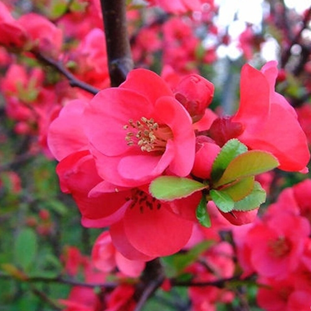 Chaenomeles 'Pink Lady' Japanese Quince Flowering Shrub | 15-30cm (incl. Pot)