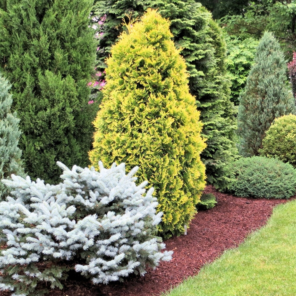 6 X CONIFERS HANDY CARRY PACK MULTIPLE VARIETIES HARDY EVERGREEN PLANTS IN POT