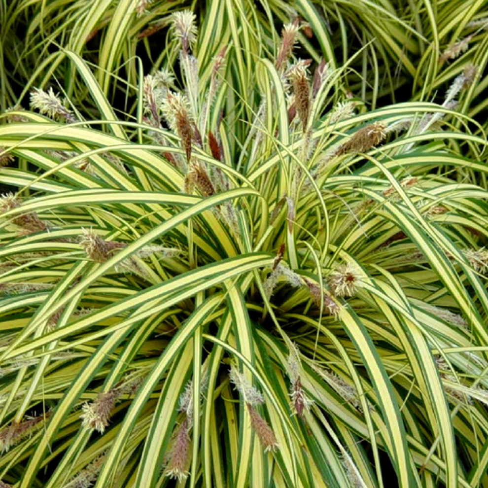 Gardeners Dream 1 X Carex Oshimensis 'Evergold' Sedge Evergreen Shrub Hardy Garden Plant In Pot