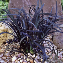 1 X OPHIOPOGON 'NIGRESCENS' BLACK MONDO EVERGREEN SHRUB HARDY PLANT IN POT