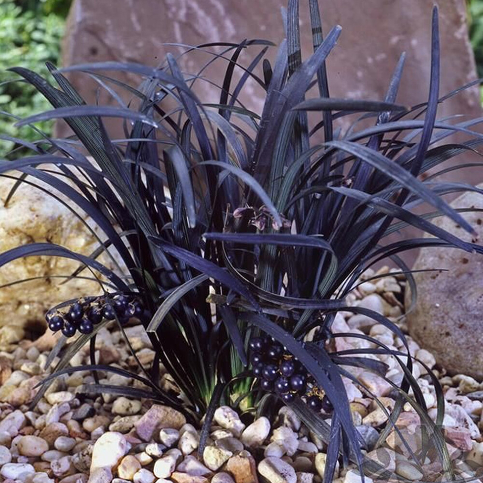 1 X OPHIOPOGON 'NIGRESCENS' BLACK MONDO EVERGREEN SHRUB HARDY PLANT IN POT