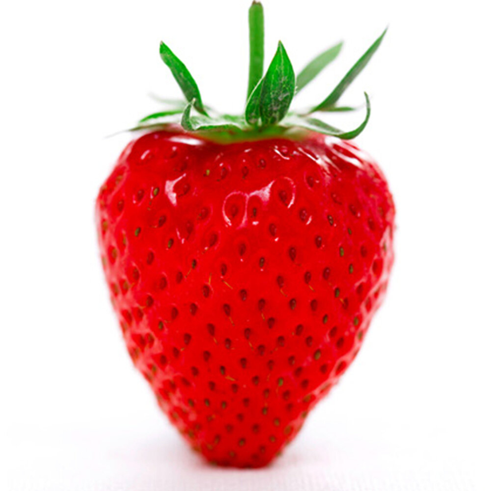 Gardeners Dream 1 Strawberry 'Elsanta' Fragaria Perennial Potted Fruit Plant Healthy Garden Food