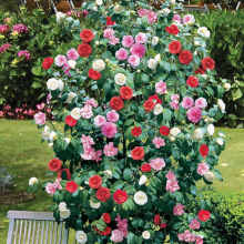 CAMELLIA TRICOLOUR 3 PLANTS 3 COLOURS MIXED DISPLAY GARDEN FLOWER PLANT IN POT