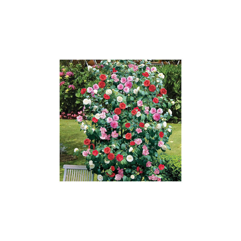 CAMELLIA TRICOLOUR 3 PLANTS 3 COLOURS MIXED DISPLAY GARDEN FLOWER PLANT IN POT