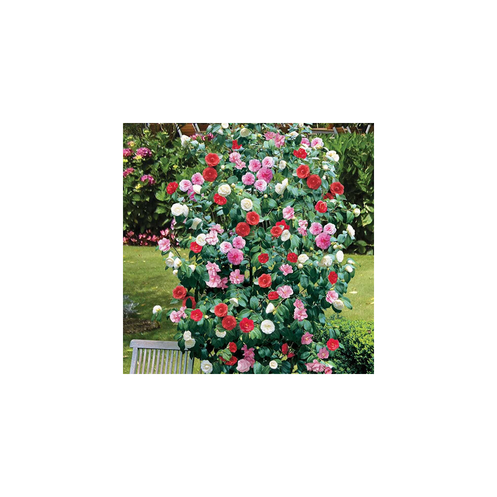 Gardeners Dream Camellia Tricolour 3 Plants 3 Colours Mixed Display Garden Flower Plant In Pot