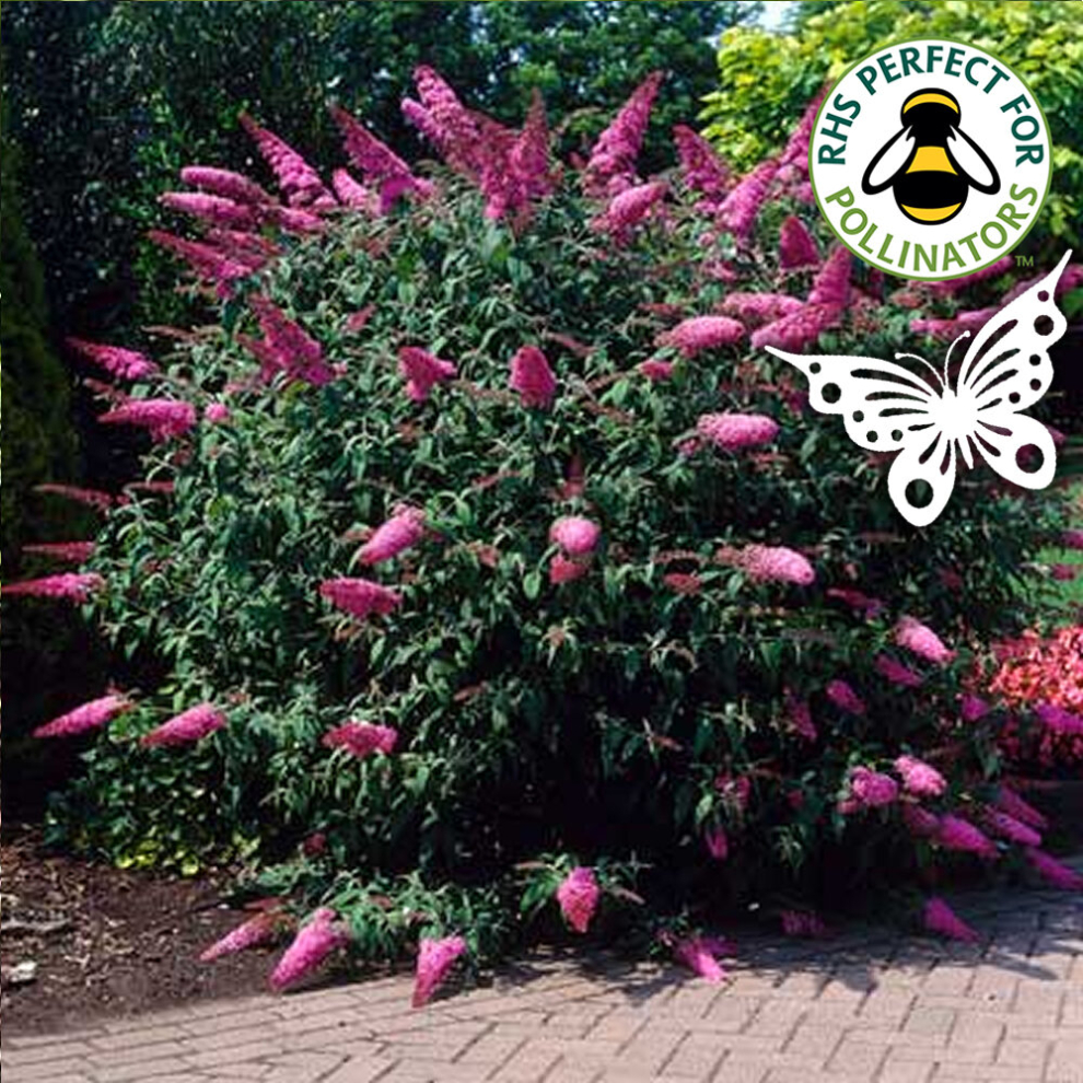 Gardeners Dream Buddleia Davidii 'Sugar Plum' Butterfly Bush Hardy Shrub | 15-30Cm (Incl. Pot)