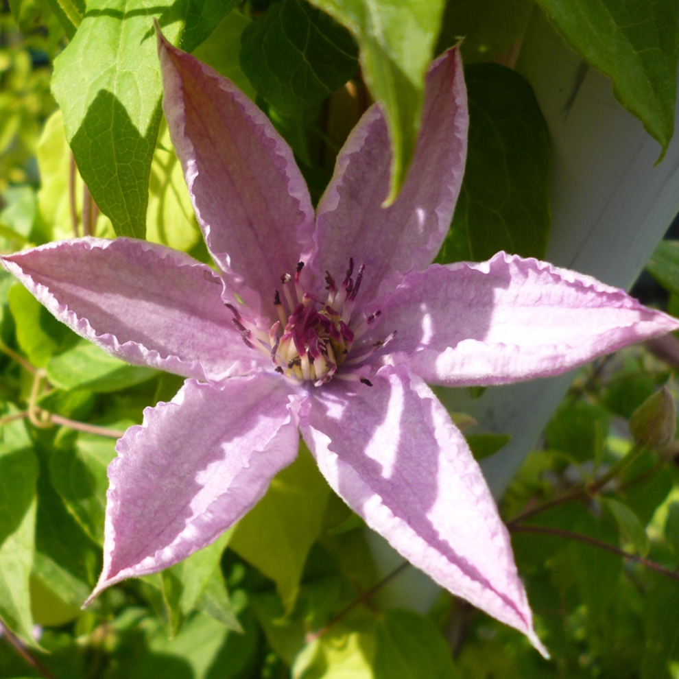 Clematis 'Hagley Hybrid' Hardy Compact Climber Plant Flowering Shrub | 9cm Pot