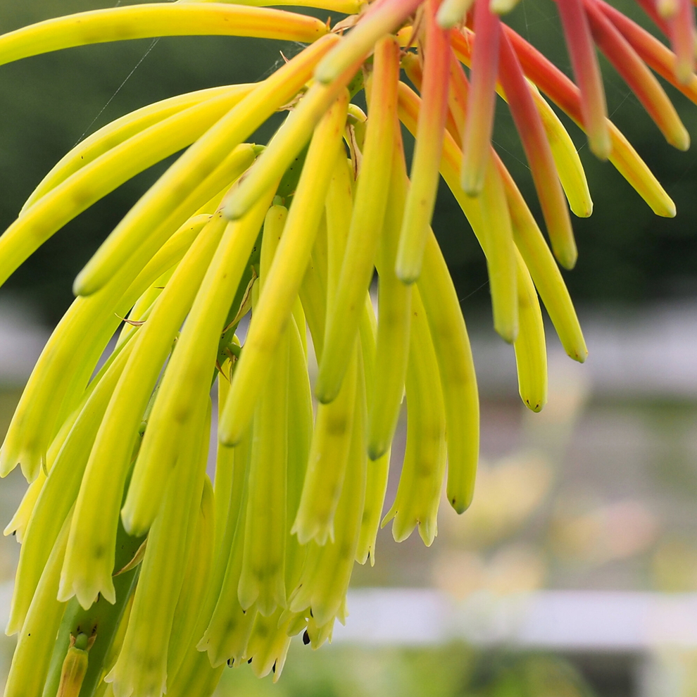 Gardeners Dream Kniphofia Rufa 'Rasta' Torch Lily Red Hot Poker Evergreen Garden Shrub | 9Cm Pot
