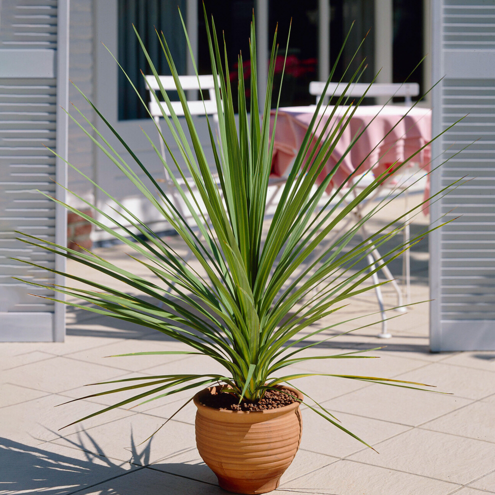 Gardeners Dream Cordyline Atlantic Green - Cabbage Plant | Low Maintenance Evergreen Plant 9Cm