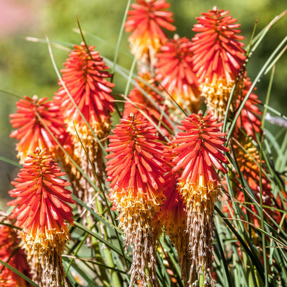 Kniphofia 'Papaya Popsicle' Torch Lily Evergreen Perennial Shrub | 9cm Pot