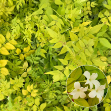 1 X JASMINUM OFFICINALE FIONA SUNRISE JASMINE DECIDUOUS SHRUB HARDY PLANT IN POT