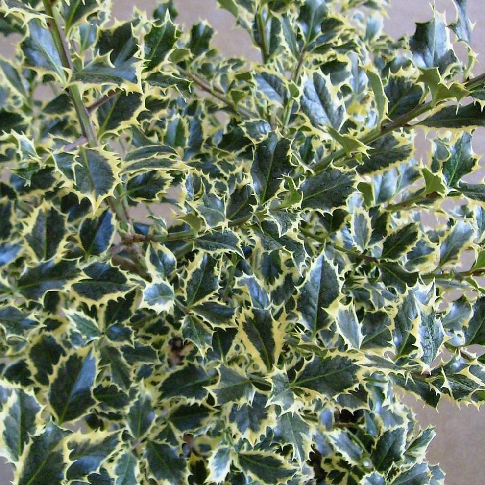 Ilex aquifolium 'Argentea Marginata' Evergreen Hardy Holly Shrub | 9cm Pot