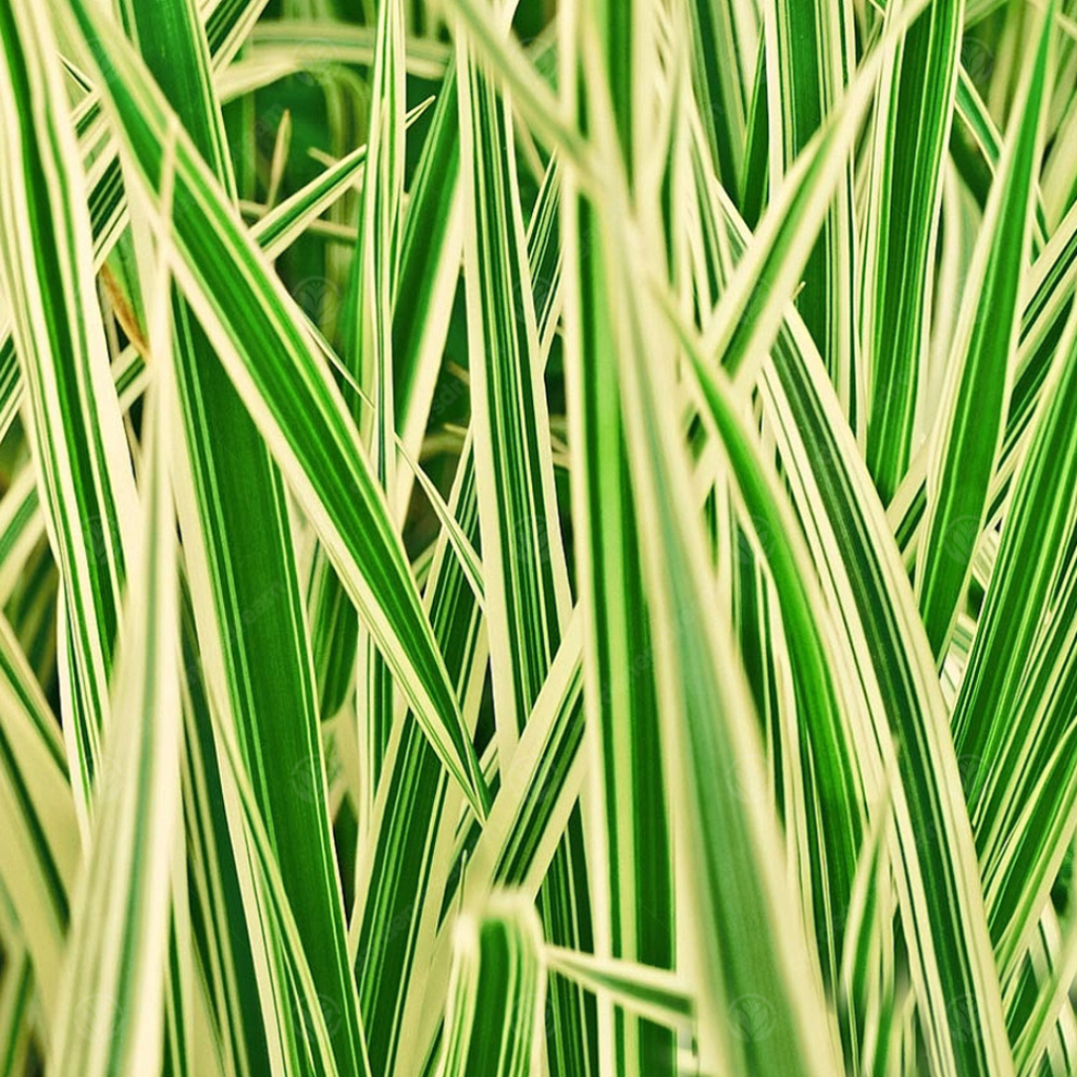 Carex hachijoensis 'Maxigold' Japanese Sedge Perennial Evergreen Plant | 9cm Pot