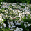 Gardeners Dream 1 X HYDRANGEA MACROPHYLLA 'TELLER WHITE' DECIDUOUS SHRUB HARDY PLANT IN POT 5