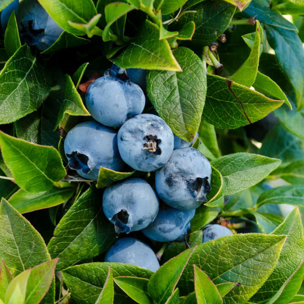 Blueberry Vaccinium 'Chandler' Deciduous Hardy Bushy Fruit Shrub | 9cm Pots