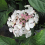 Gardeners Dream 1 X HYDRANGEA MACROPHYLLA 'TELLER WHITE' DECIDUOUS SHRUB HARDY PLANT IN POT 6