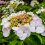 Gardeners Dream 1 X HYDRANGEA MACROPHYLLA 'TELLER WHITE' DECIDUOUS SHRUB HARDY PLANT IN POT 1