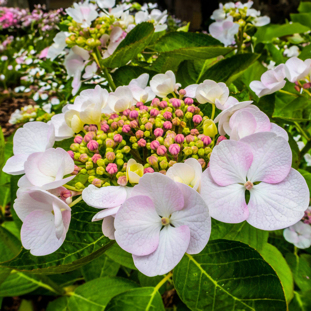 1 X HYDRANGEA MACROPHYLLA 'TELLER WHITE' DECIDUOUS SHRUB HARDY PLANT IN POT