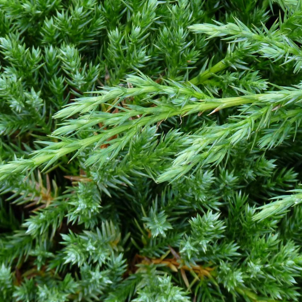 Juniperus chinensis 'Blue Alps' Chinese Juniper Evergreen Conifer | 9cm Pot