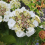 Gardeners Dream 1 X HYDRANGEA MACROPHYLLA 'TELLER WHITE' DECIDUOUS SHRUB HARDY PLANT IN POT 4
