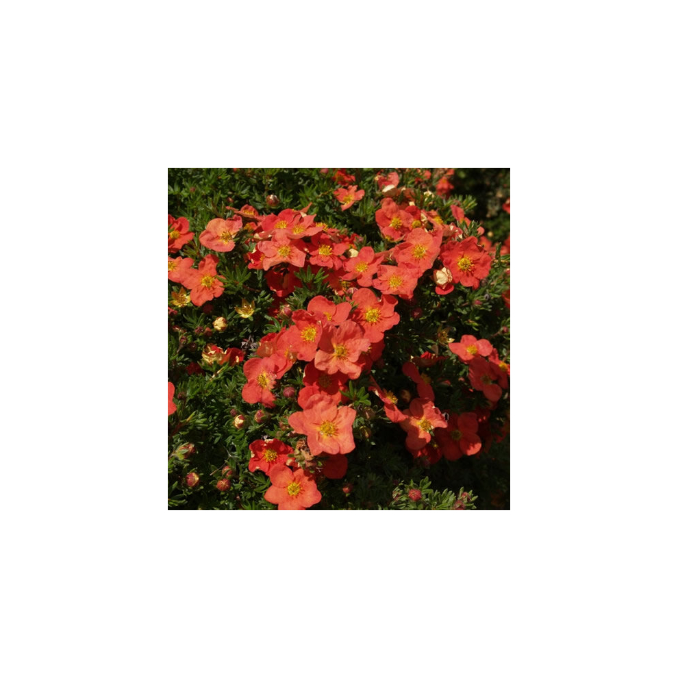 Gardeners Dream 1 X Potentilla ' Robin' Deciduous Shrub Hardy Garden Plant In Pot Red