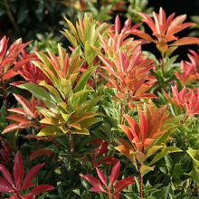 1 X PIERIS 'MOUNTAIN FIRE' EVERGREEN SHRUB HARDY GARDEN PLANT IN POT